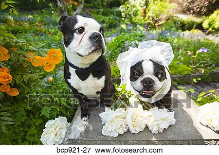 Boston terrier bride and groom View Large Photo Image Stock Photo - Boston terrier bride and groom. Fotosearch