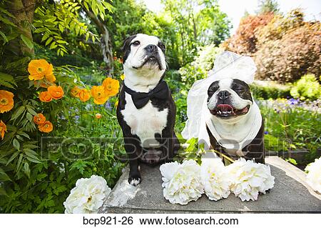 Boston terrier bride and groom View Large Photo Image Stock Photograph - Boston terrier bride and groom. Fotosearch