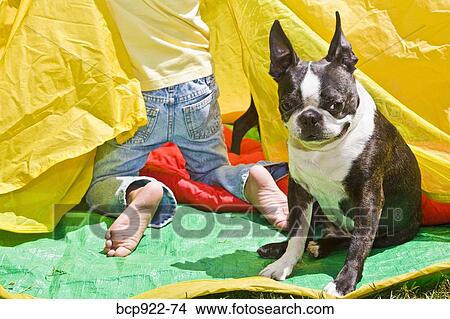 Boy with dogs in backyard tent View Large Photo Image Picture - Boy with dogs in backyard tent. Fotosearch