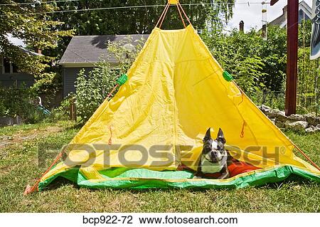 Boy with dogs in backyard tent View Large Photo Image Stock Image - Boy with dogs in backyard tent. Fotosearch
