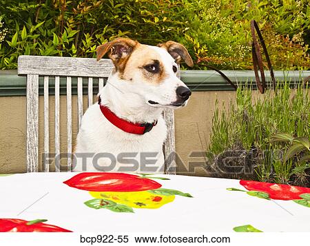 Dog at the table View Large Photo Image Stock Photography - Dog at the table. Fotosearch