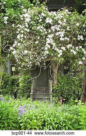 Picture - Garden scene in Pacific Northwest. Fotosearch