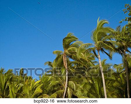 Palm trees with blue sky View Large Photo Image Stock Photograph - Palm trees with blue sky. Fotosearch