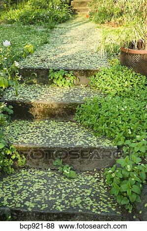 Stock Photo - Stairs in a garden. Fotosearch