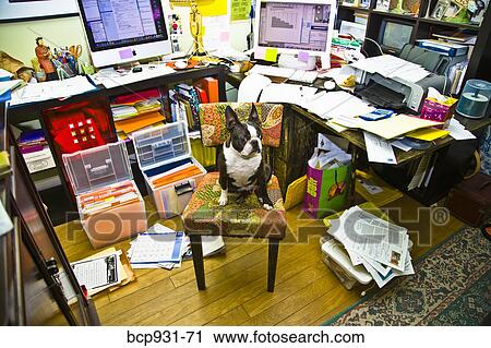 Boston terrier sitting at messy desk View Large Photo Image Stock Image - Boston terrier sitting at messy desk. Fotosearch