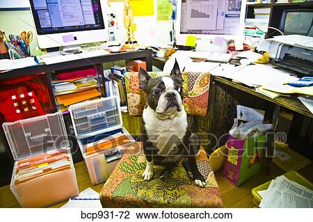 Stock Image - Boston terrier sitting at messy desk. Fotosearch