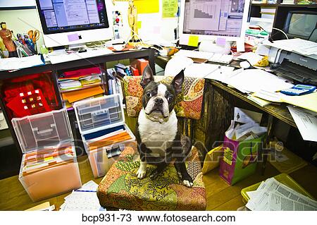 Boston terrier sitting at messy desk View Large Photo Image Stock Image - Boston terrier sitting at messy desk. Fotosearch
