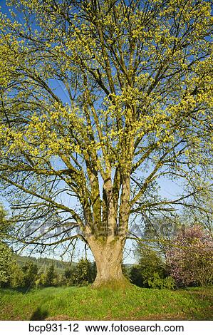 tree in springtime View Large Photo Image Stock Image - tree in springtime. Fotosearch