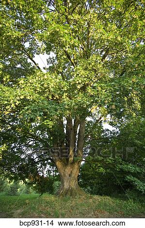 tree in summer View Large Photo Image Picture - tree in summer. Fotosearch