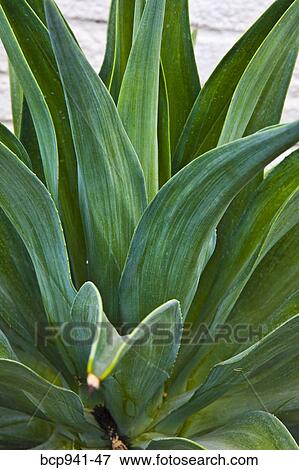 agave plant View Large Photo Image Stock Photo - agave plant. Fotosearch