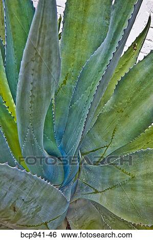agave plant View Large Photo Image Stock Photograph - agave plant. Fotosearch