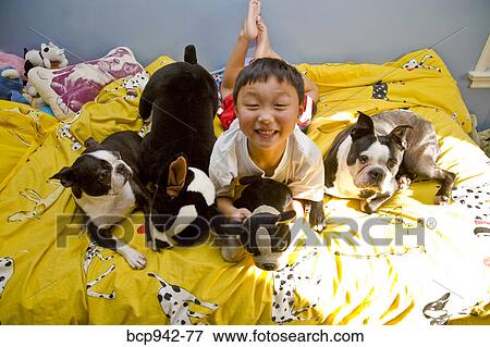 boy on bed with dogs and toys View Large Photo Image Stock Photo - boy on bed with dogs and toys. Fotosearch