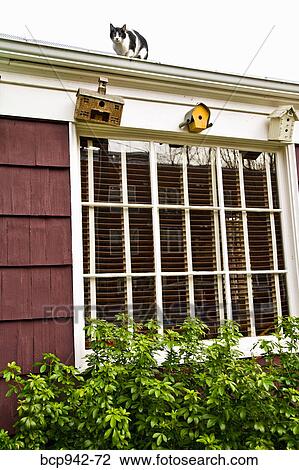 cat on roof of house View Large Photo Image Stock Image - cat on roof of house. Fotosearch