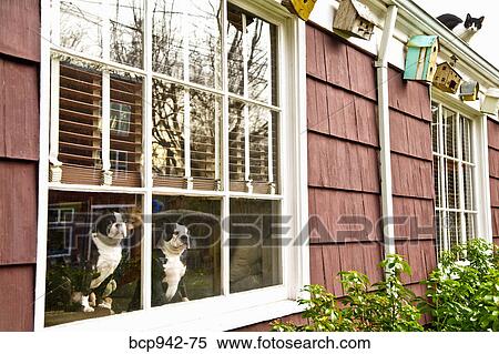 cat on roof of house View Large Photo Image Stock Photography - cat on roof of house. Fotosearch