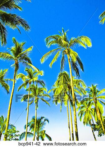 palm trees View Large Photo Image Stock Image - palm trees. Fotosearch