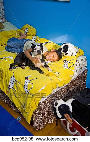 boy napping with dog on bed View Large Photo Image Stock Photo - boy napping with dog on bed. Fotosearch