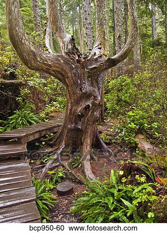 cape flattery trail in washington state View Large Photo Image Stock Image - cape flattery trail in washington state. Fotosearch