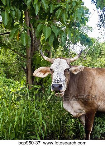 Stock Photo - cow near jungle in mexico. Fotosearch