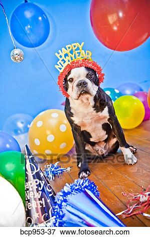 dog in birthday party hat View Large Photo Image Stock Photo - dog in birthday party hat. Fotosearch