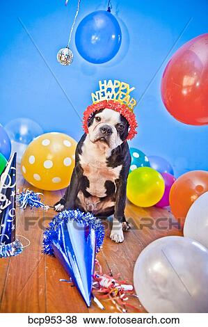 Stock Photo - dog in birthday party hat. Fotosearch