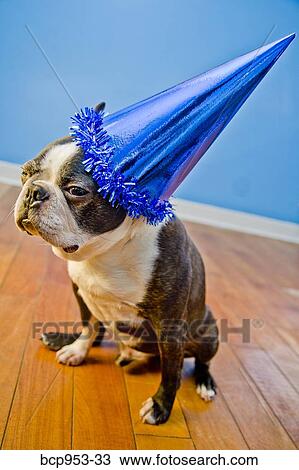 dog in party hat View Large Photo Image Stock Image - dog in party hat . Fotosearch