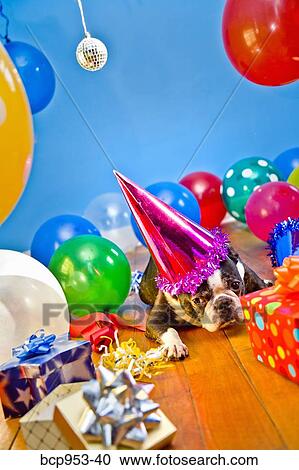 Stock Image - dog in party hat with balloons. Fotosearch