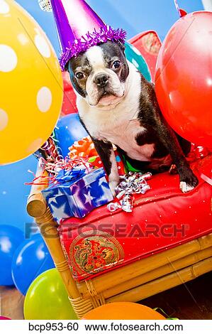 dog in party hat with balloons View Large Photo Image Stock Image - dog in party hat with balloons. Fotosearch