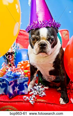 dog in party hat with balloons View Large Photo Image Stock Image - dog in party hat with balloons. Fotosearch