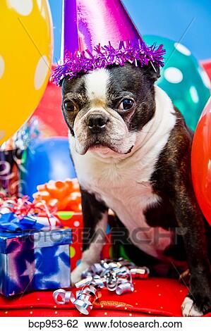 dog in party hat with balloons View Large Photo Image Stock Image - dog in party hat with balloons. Fotosearch