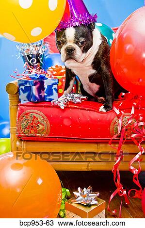 dog in party hat with balloons View Large Photo Image Stock Image - dog in party hat with balloons. Fotosearch