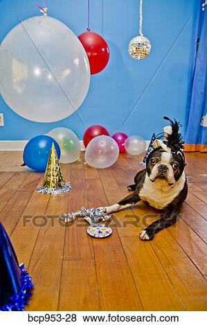 dog in party hat with balloons View Large Photo Image Stock Photo - dog in party hat with balloons. Fotosearch