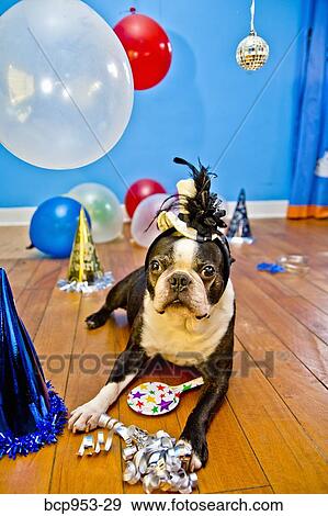 Stock Photo - dog in party hat with balloons. Fotosearch