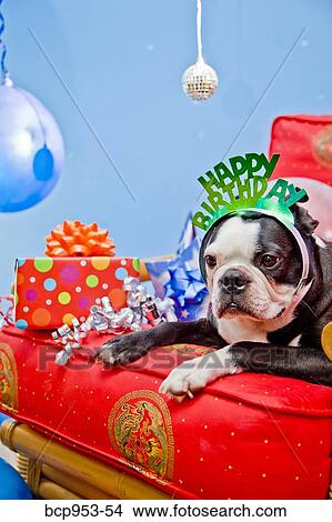 Picture - dog on red chair with ballooons. Fotosearch