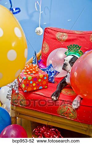 dog on red chair with ballooons View Large Photo Image Stock Image - dog on red chair with ballooons. Fotosearch