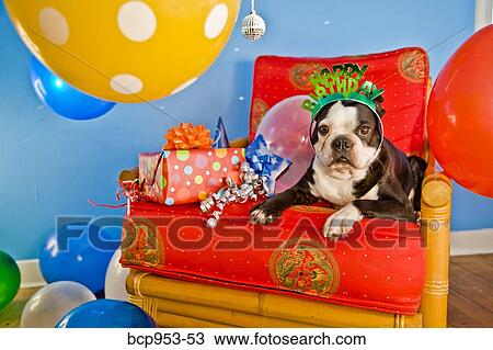 dog on red chair with ballooons View Large Photo Image Stock Image - dog on red chair with ballooons. Fotosearch