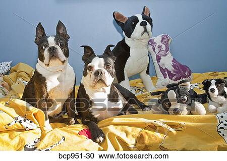 dogs and toys on child's bed View Large Photo Image Stock Image - dogs and toys on child's bed. Fotosearch