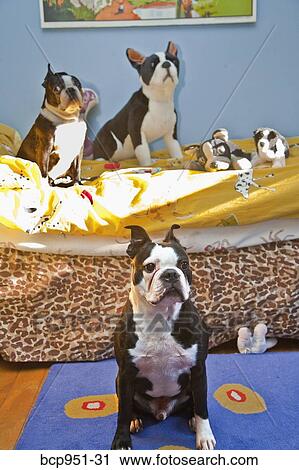 dogs and toys on child's bed View Large Photo Image Stock Image - dogs and toys on child's bed. Fotosearch