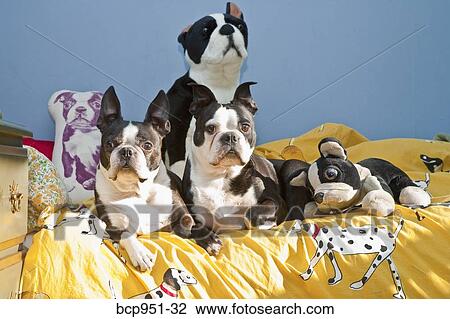 dogs and toys on child's bed View Large Photo Image Stock Image - dogs and toys on child's bed. Fotosearch