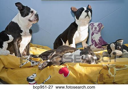 dogs and toys on child's bed View Large Photo Image Stock Photo - dogs and toys on child's bed. Fotosearch