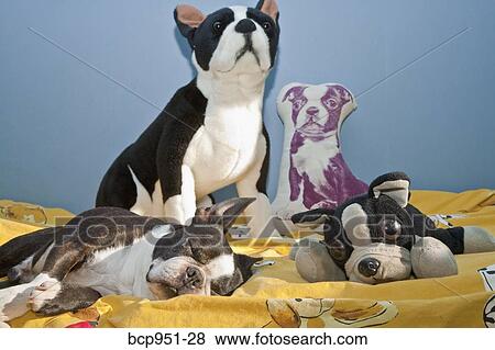 dogs and toys on child's bed View Large Photo Image Stock Photo - dogs and toys on child's bed. Fotosearch