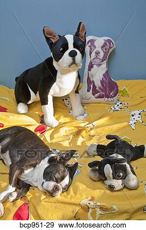 dogs and toys on child's bed View Large Photo Image Stock Photo - dogs and toys on child's bed. Fotosearch