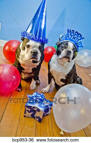 dogs in birthday party hats View Large Photo Image Stock Photograph - dogs in birthday party hats. Fotosearch
