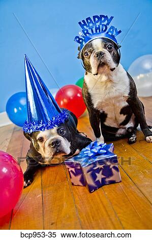 dogs in birthday party hats View Large Photo Image Stock Photography - dogs in birthday party hats. Fotosearch