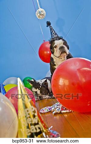 dogs in party hats with balloons View Large Photo Image Stock Image - dogs in party hats with balloons. Fotosearch