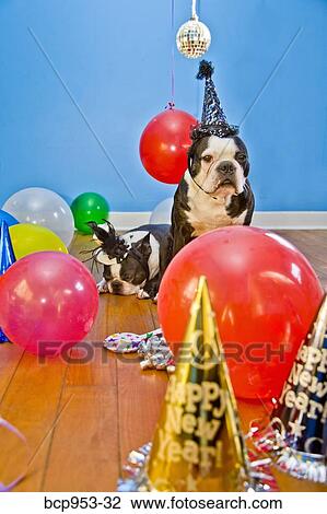 dogs in party hats with balloons View Large Photo Image Stock Image - dogs in party hats with balloons. Fotosearch