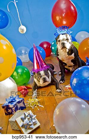 dogs in party hats with balloons View Large Photo Image Stock Image - dogs in party hats with balloons. Fotosearch