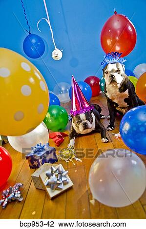 dogs in party hats with balloons View Large Photo Image Stock Image - dogs in party hats with balloons. Fotosearch