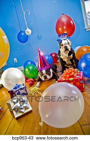 dogs in party hats with balloons View Large Photo Image Stock Image - dogs in party hats with balloons. Fotosearch