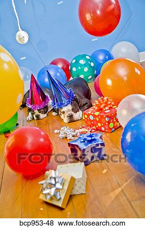 dogs in party hats with balloons View Large Photo Image Stock Photo - dogs in party hats with balloons. Fotosearch