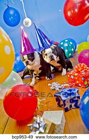dogs in party hats with balloons View Large Photo Image Stock Photo - dogs in party hats with balloons. Fotosearch